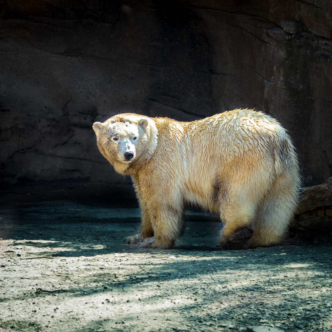 Eisbär