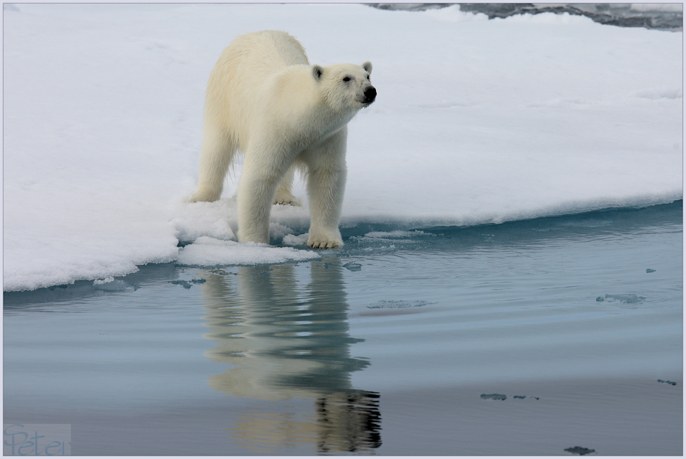 Eisbär