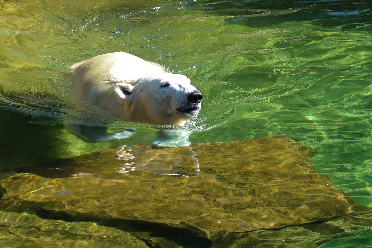 Eisbär