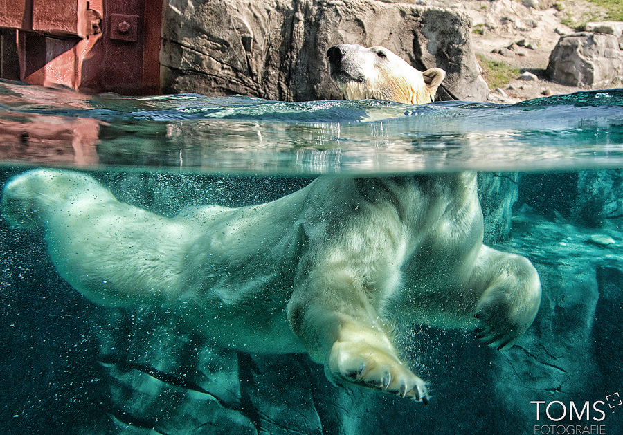 Eisbär