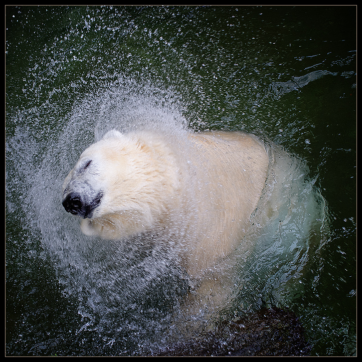 Eisbär