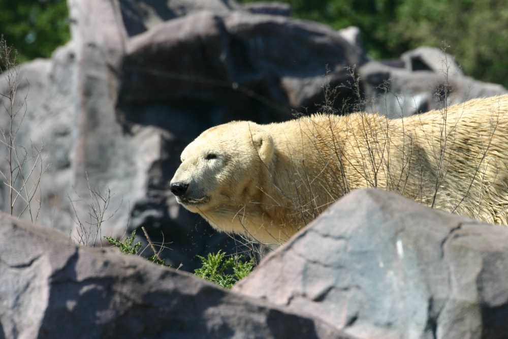 Eisbär