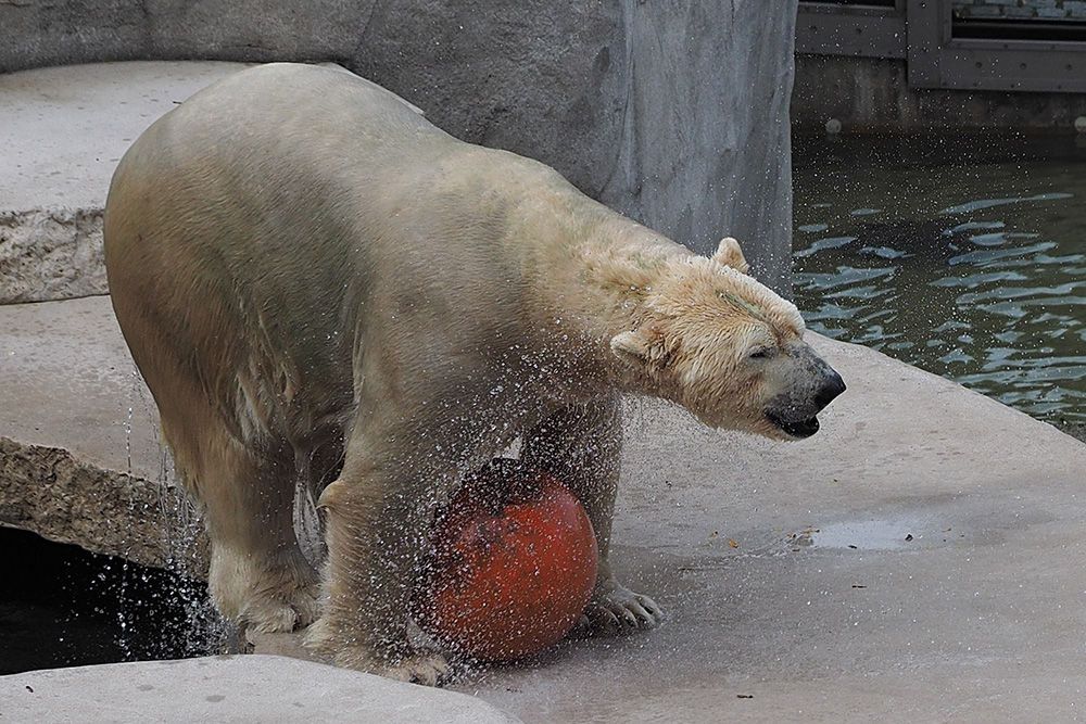 Eisbär