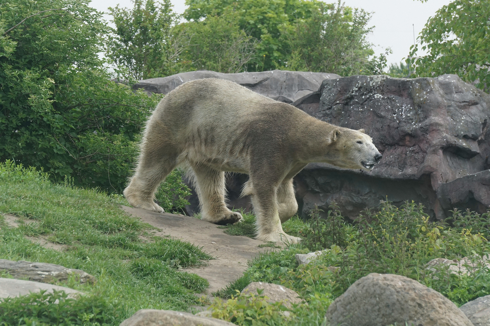 Eisbär