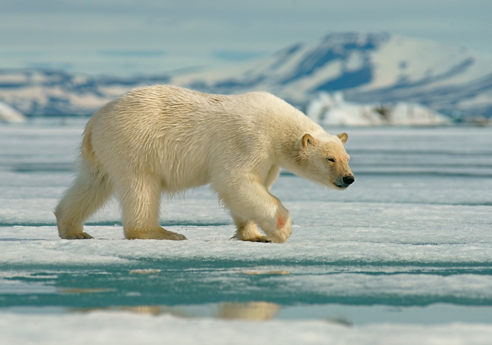 Eisbär