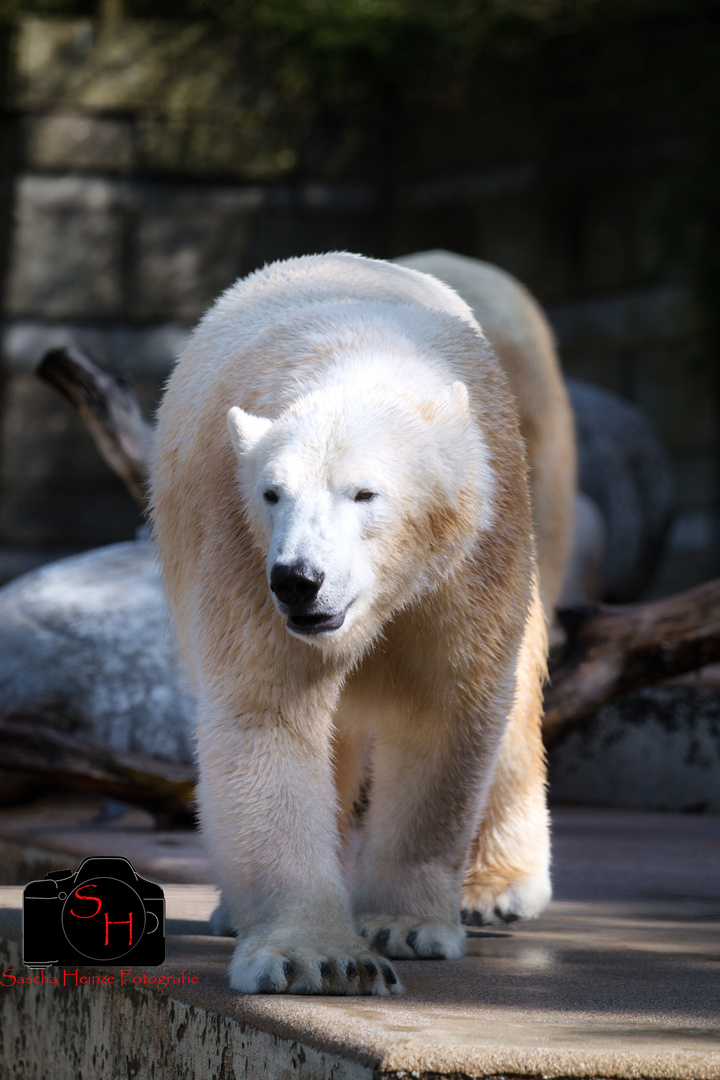 Eisbär