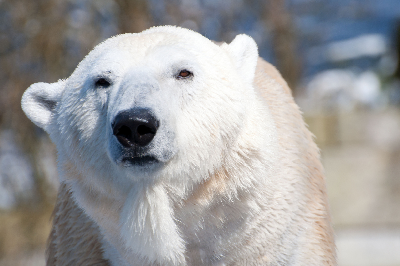 Eisbär