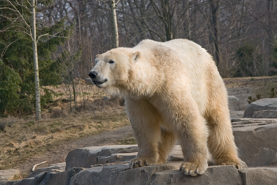 Eisbär