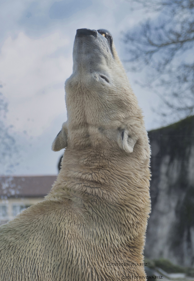 Eisbär