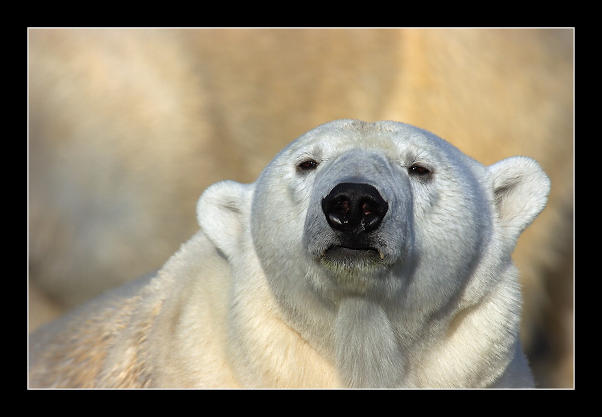 Eisbär