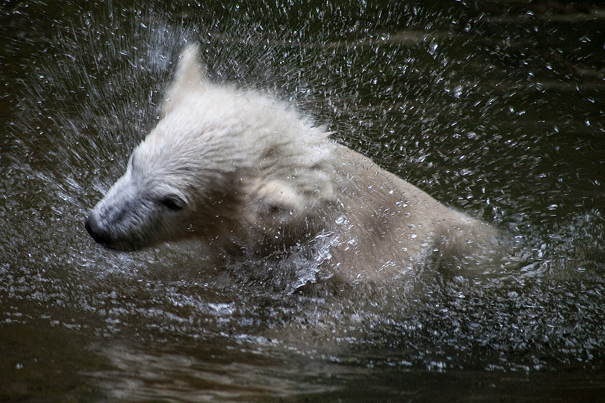 Eisbär