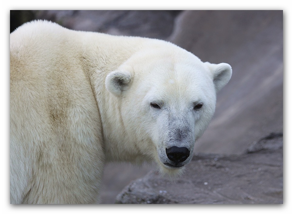 Eisbär