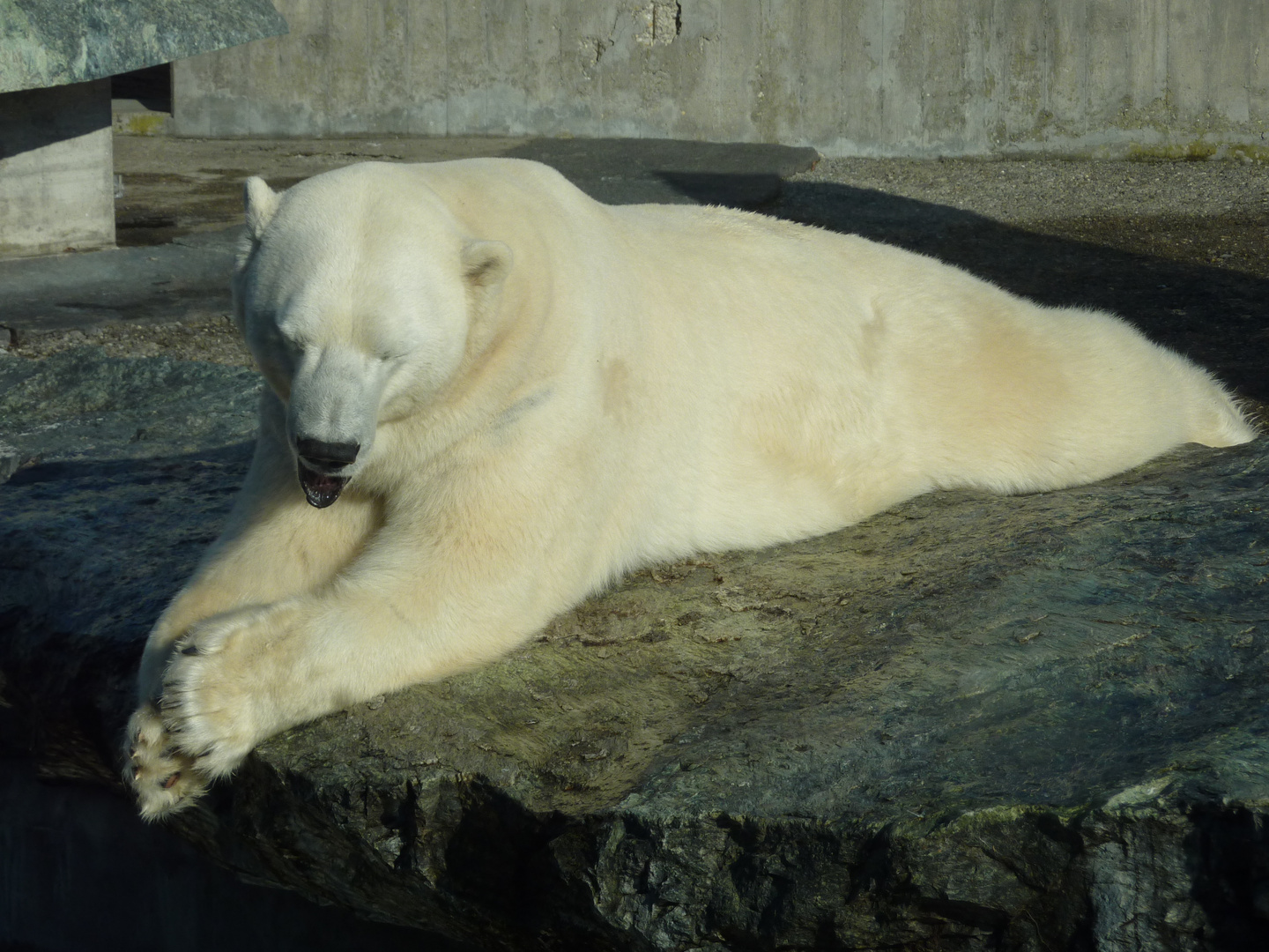 Eisbär