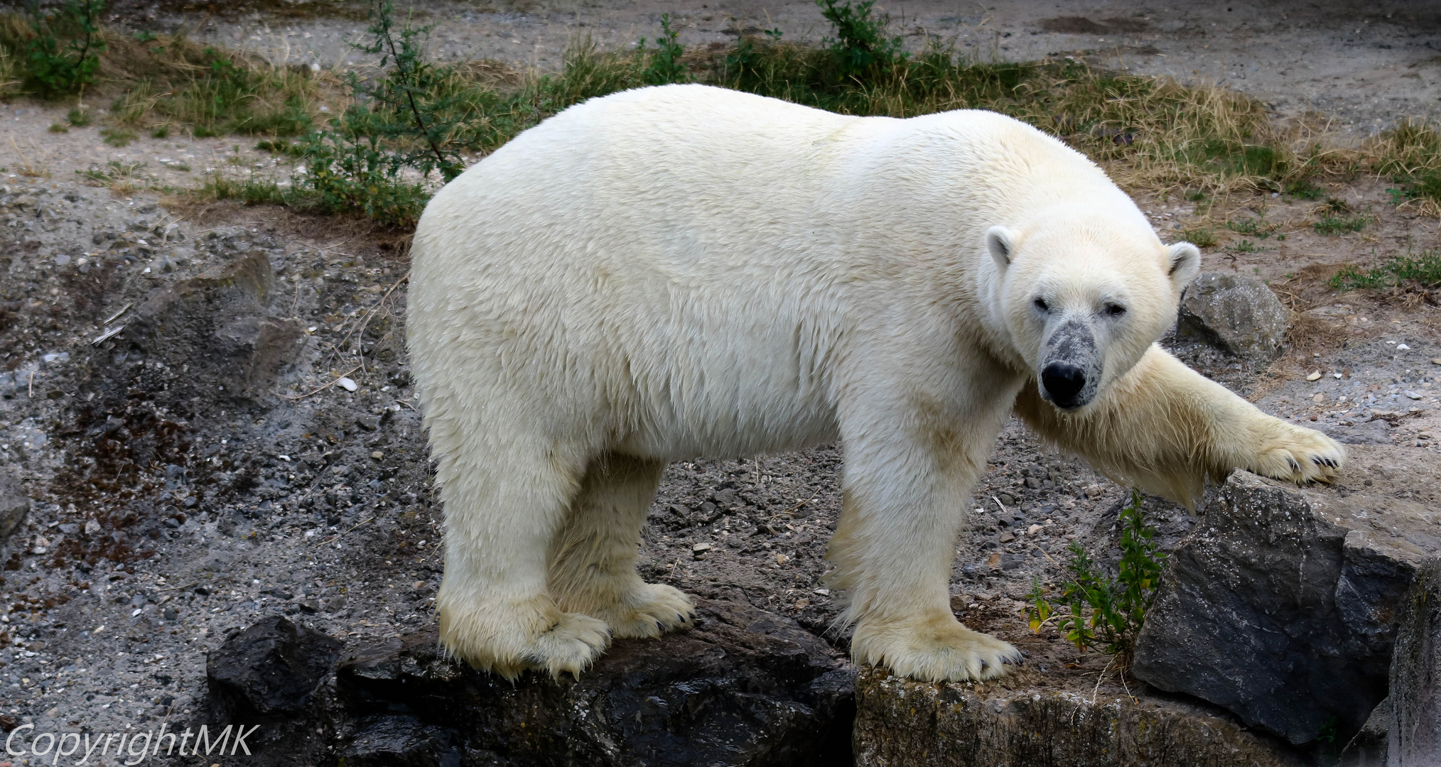 Eisbär