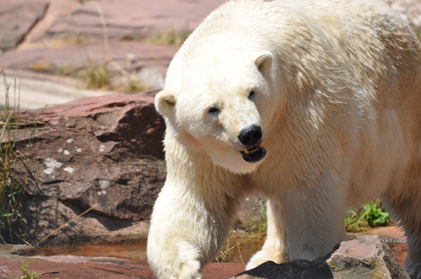 Eisbär