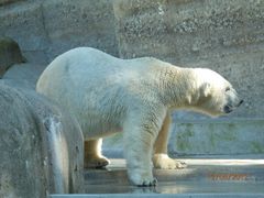 Eisbär