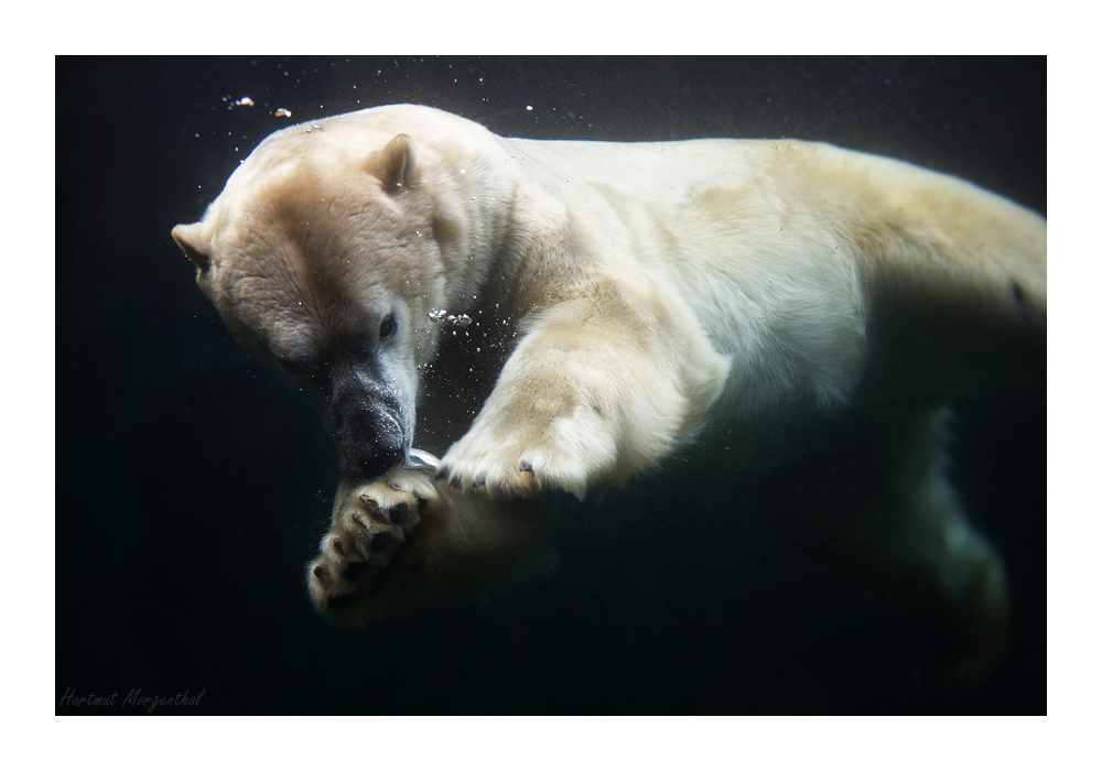 Eisbär ...