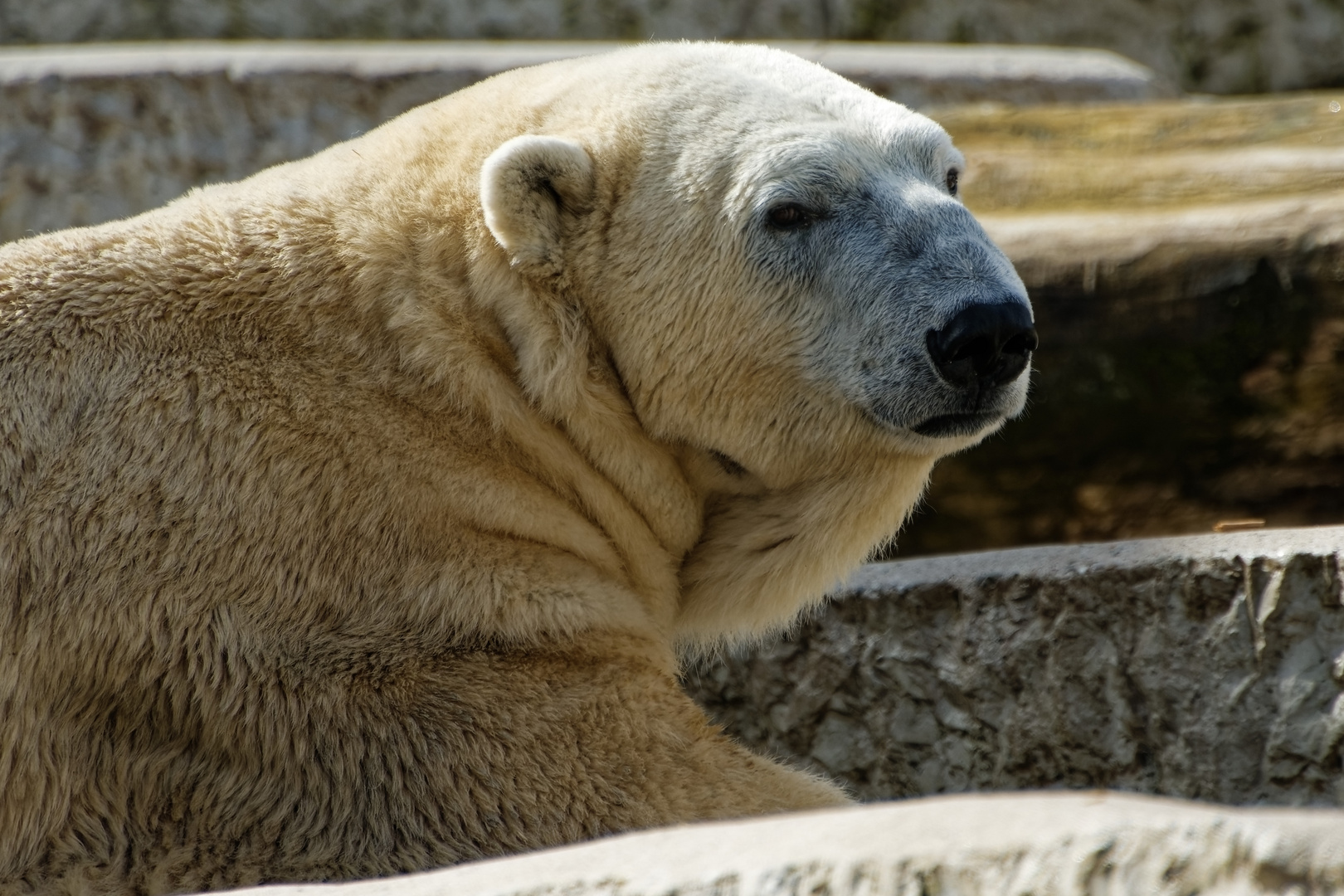 Eisbär 