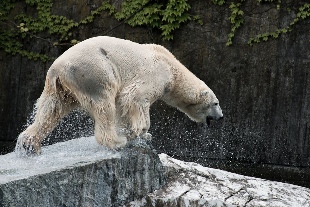 Eisbär