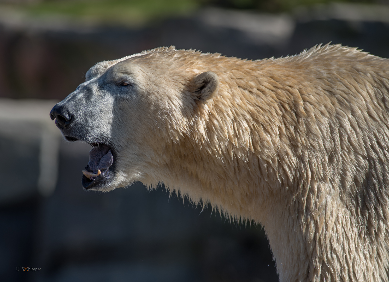 Eisbär