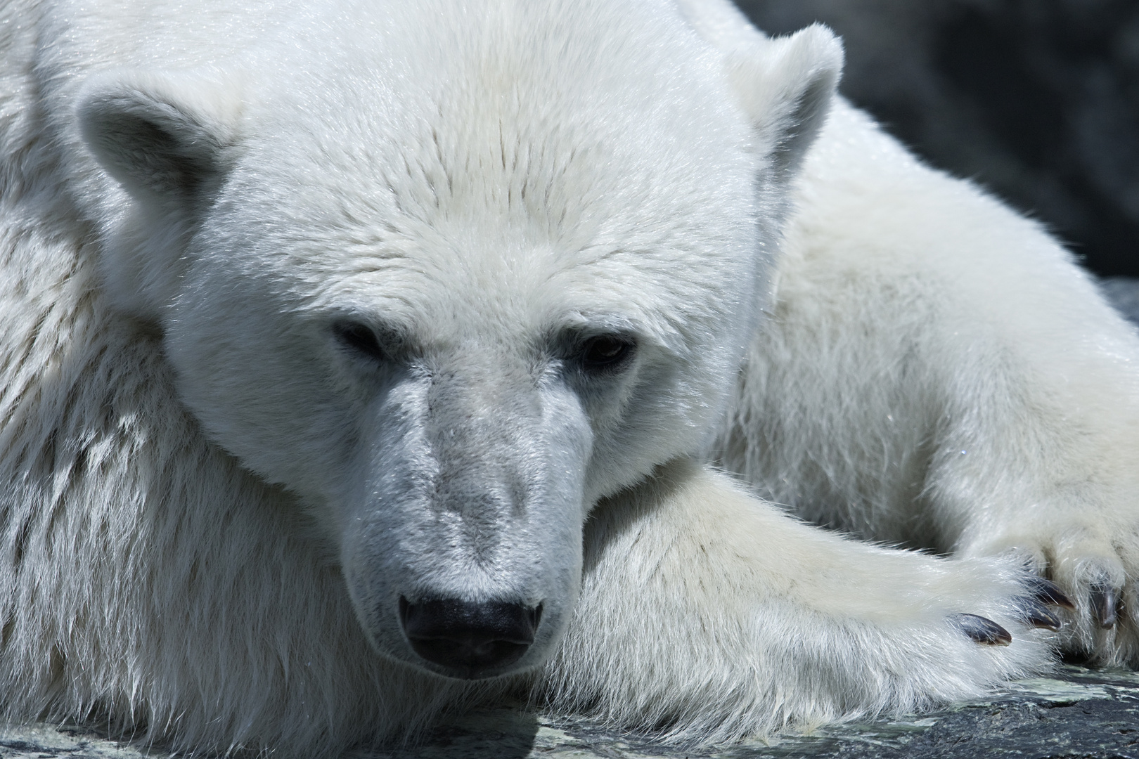 Eisbär