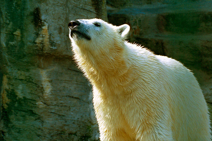 Eisbär