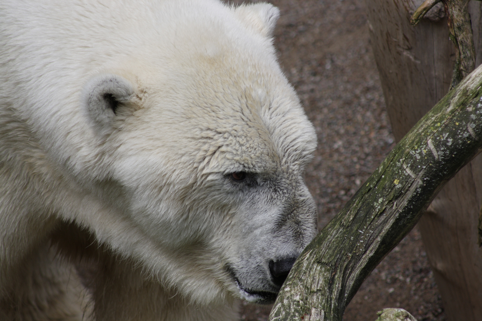 Eisbär