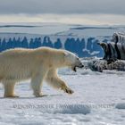 Eisbär