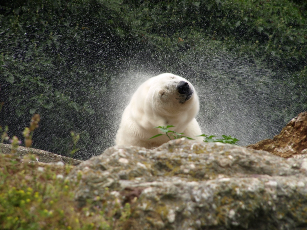 Eisbär