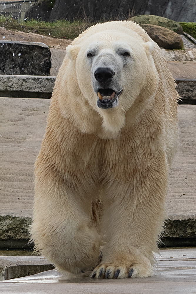 Eisbär...