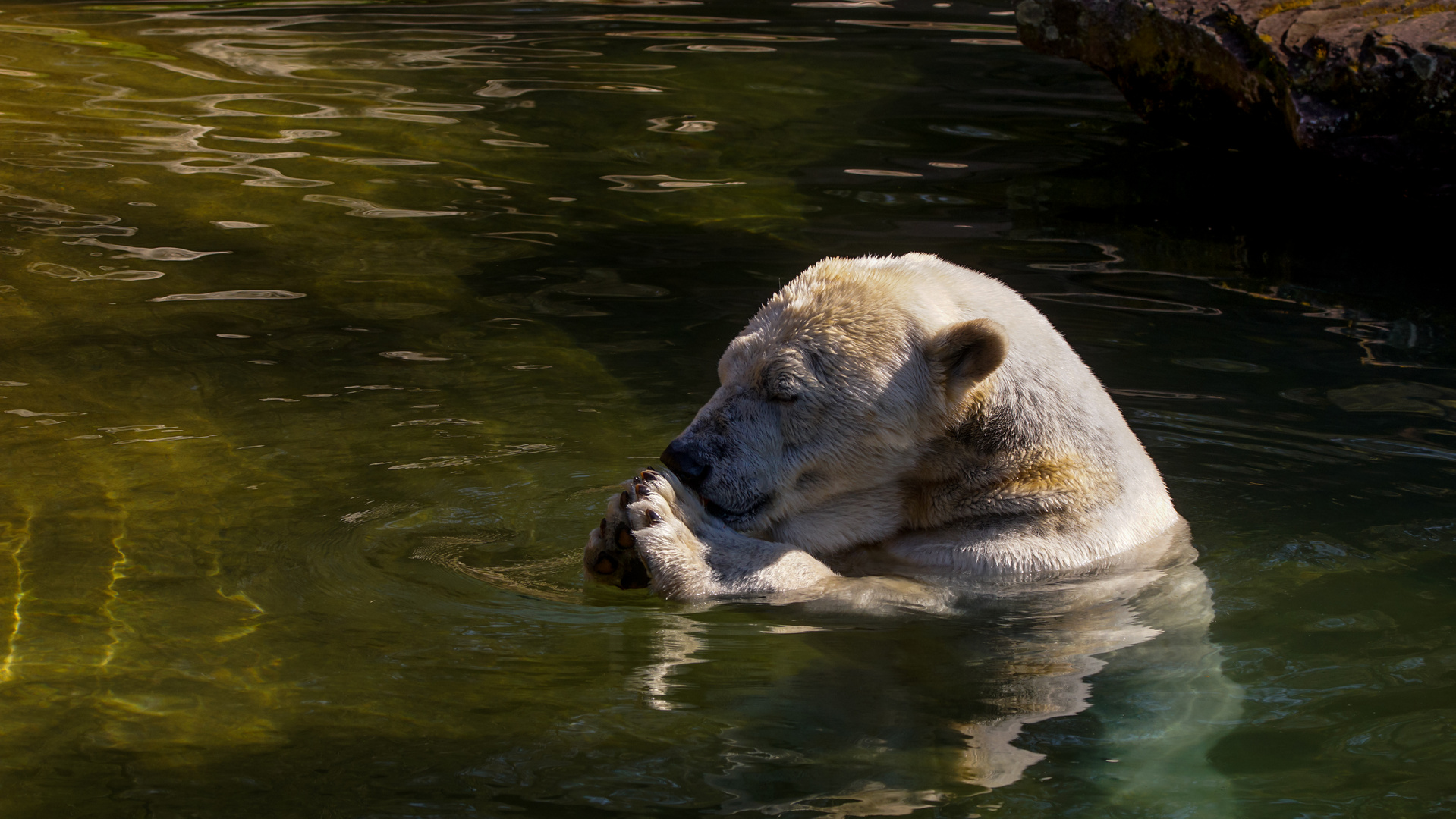 Eisbär