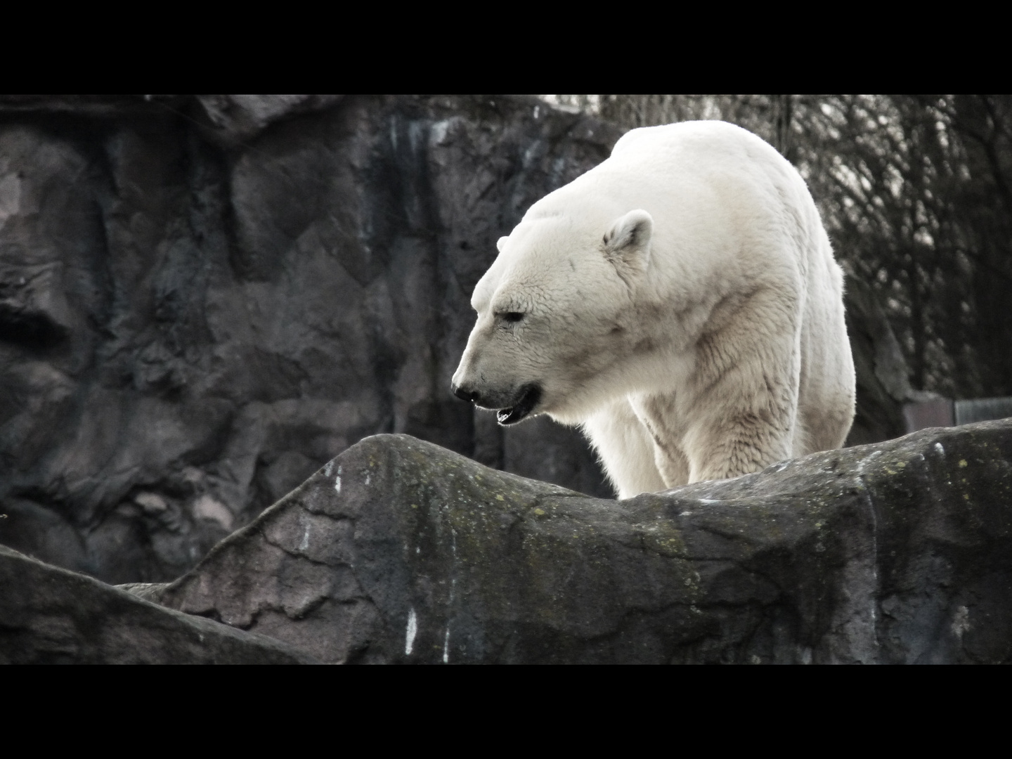 Eisbär.