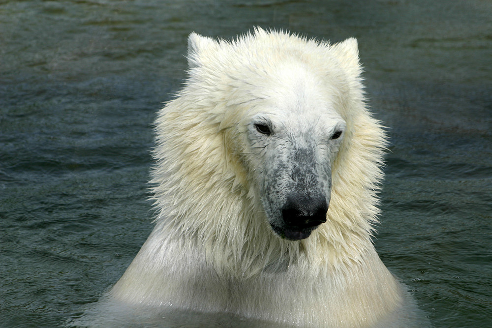 Eisbär