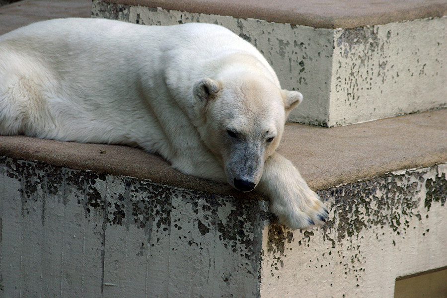 Eisbär