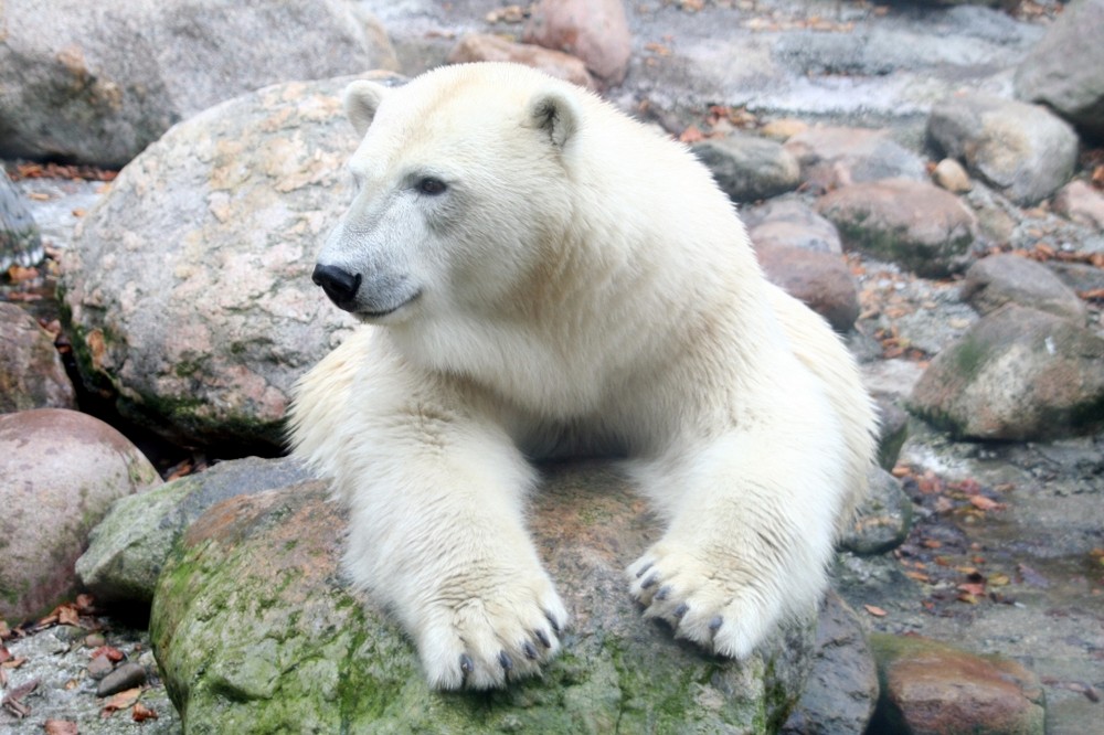 Eisbär, aber mal nicht Knut