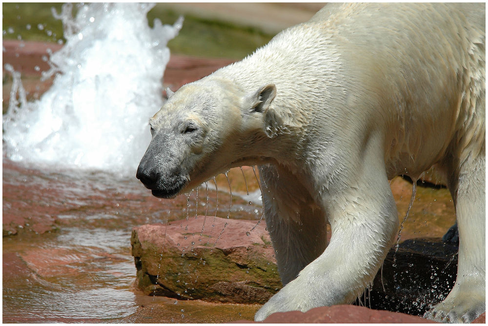 Eisbär aber nicht Knut.