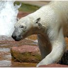 Eisbär aber nicht Knut.