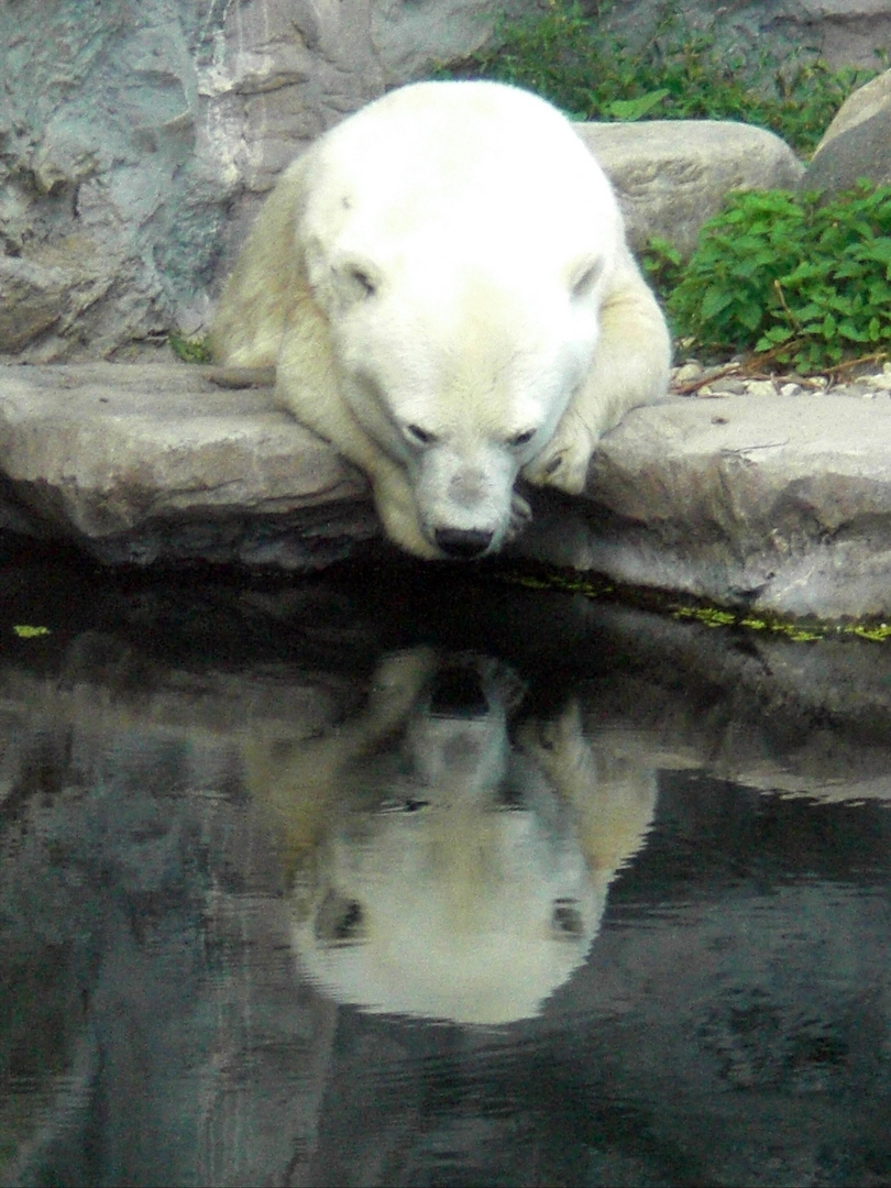 Eisbär