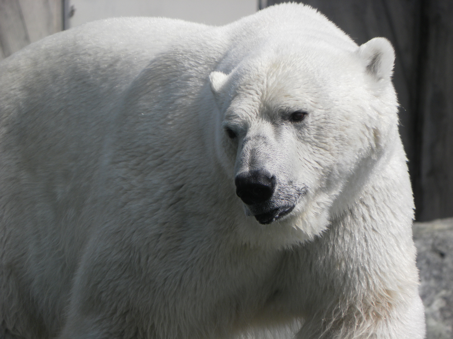 Eisbär