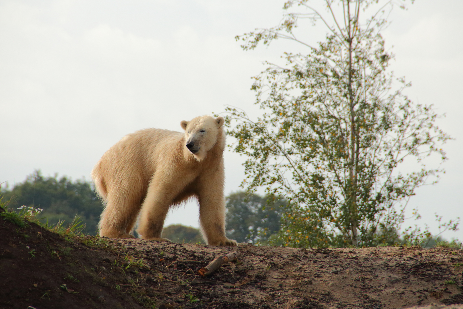 Eisbär