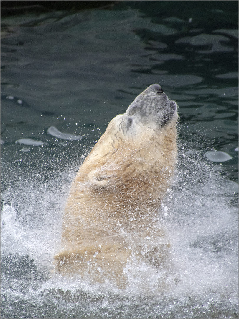 Eisbär