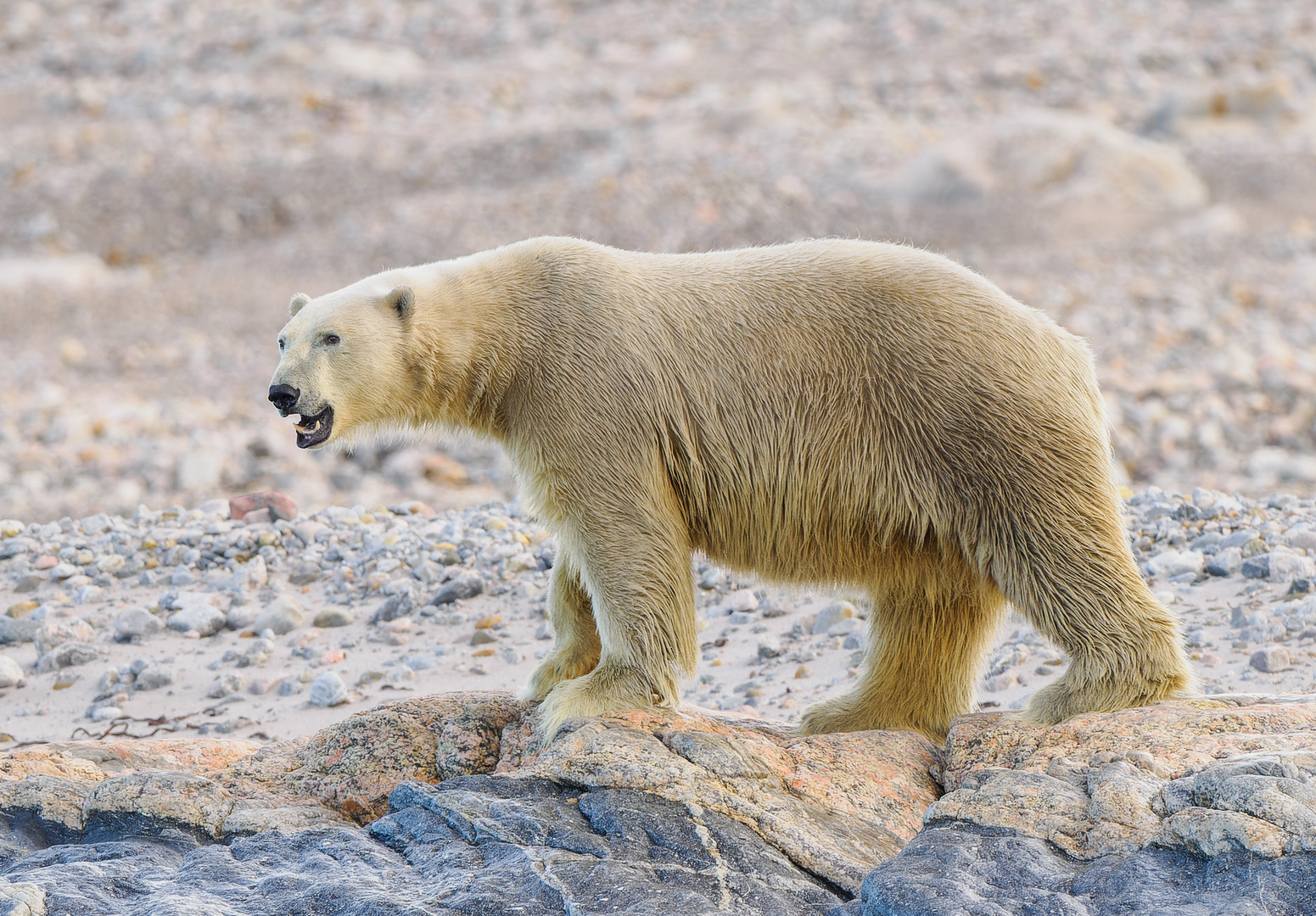 Eisbär am Strand auf Spitzbergen
