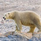 Eisbär am Strand auf Spitzbergen