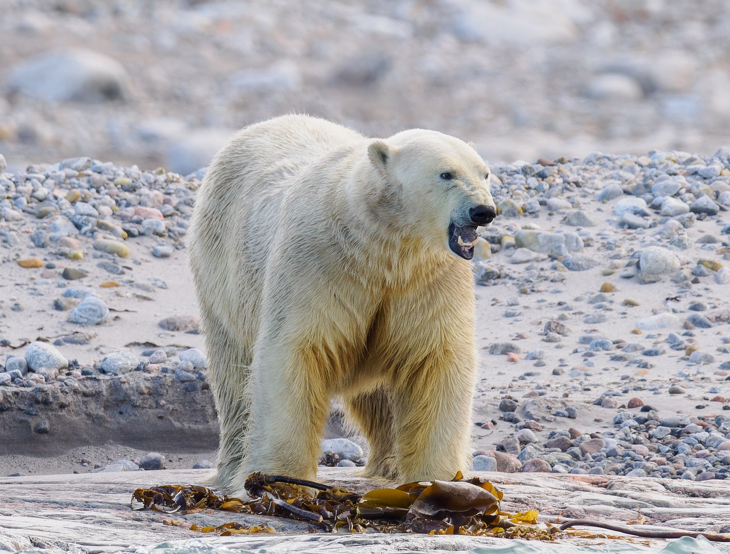 Eisbär am Strand auf Spitzbergen