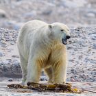 Eisbär am Strand auf Spitzbergen