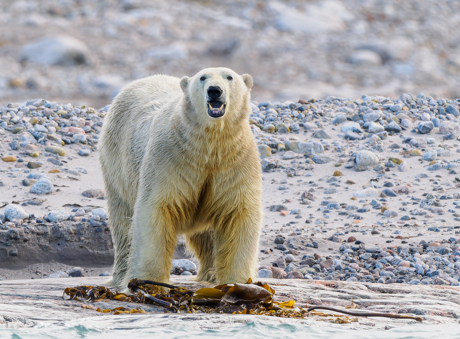 Eisbär am Strand auf Spitzbergen