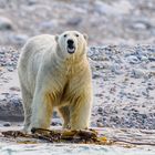 Eisbär am Strand auf Spitzbergen