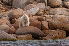 Eisbär am Strand