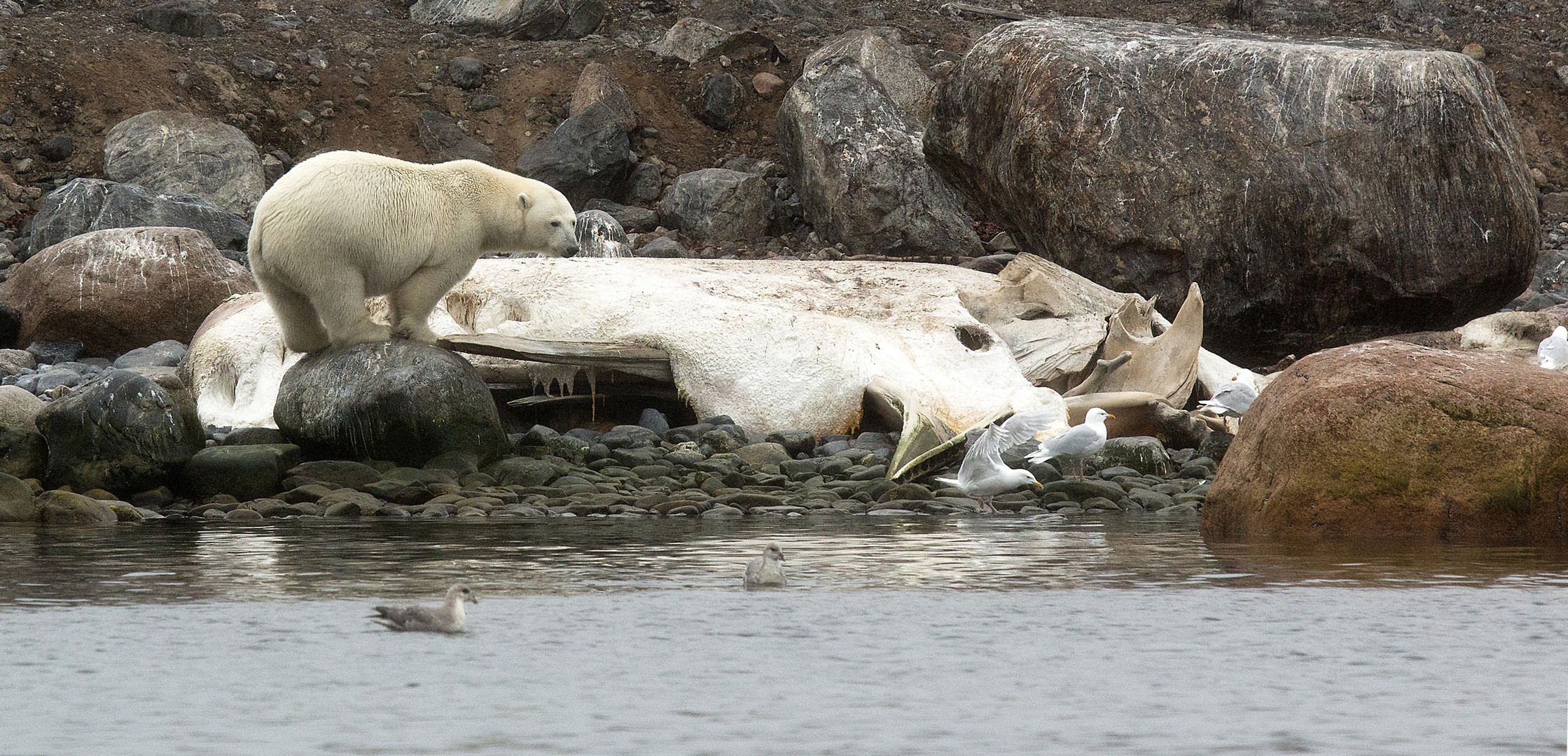 Eisbär am Walkadaver