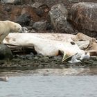 Eisbär am Walkadaver